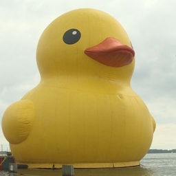 LittleWhiteDuck