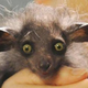 ������ ������������ chlorosinthe