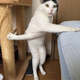 ������ ������������ ang38irk