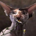 VoodooCat