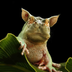 Darmidonush