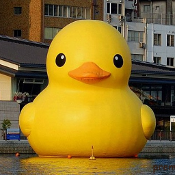ChubbyDuck