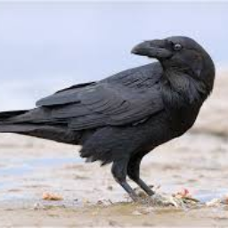 VanRaven