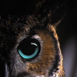 Owl17
