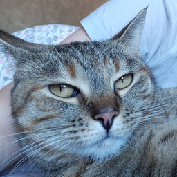VaskaTheCat