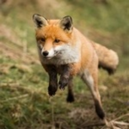 FoxEgor