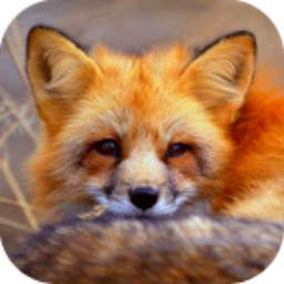 LitFox