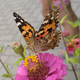 ������ ������������ Octonia