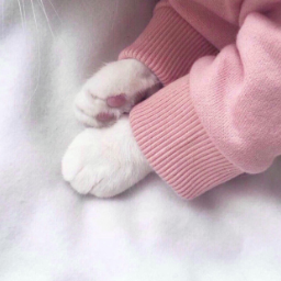 RagtimeKitty