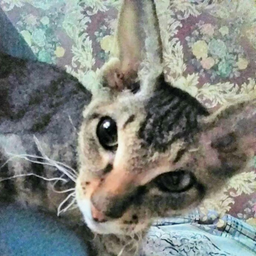 koshhkamusi