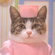 ������ ������������ QueenOfThe40Cats