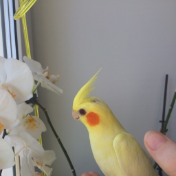 HiEndushka