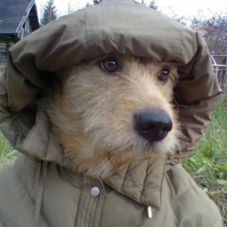Thisisozhi