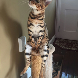 Brushen