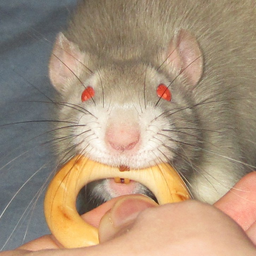 KiaraSilverRat