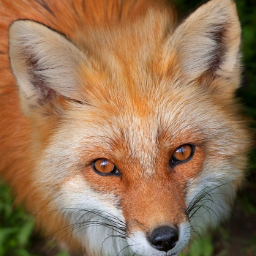 Loruuk