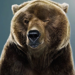 MedvedTheBear