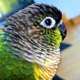 JellyBird