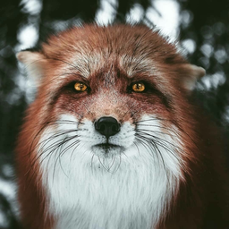 Watchfox
