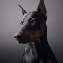 Doberman273