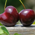 Larycherry