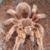 Arachnoforbes