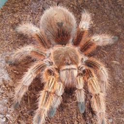 Arachnoforbes