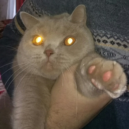 Anoniiimus