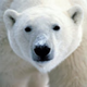 ������ ������������ Mih.ursus