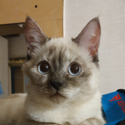 chicitaloka