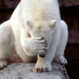 BadPolarBear