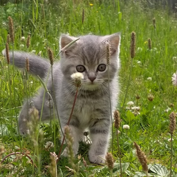 chanceEva