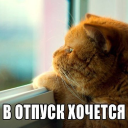 Nozdrik