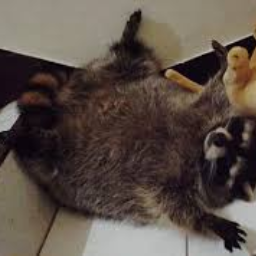 racoonpoloscun