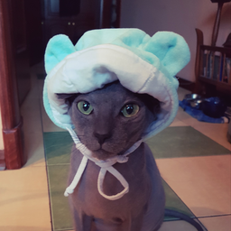 Puuupa