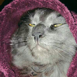 Salatqa