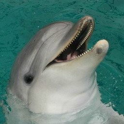 TimDolphin
