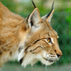 Аватар пользователя LynxLynx7