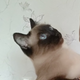 ������ ������������ aladycat