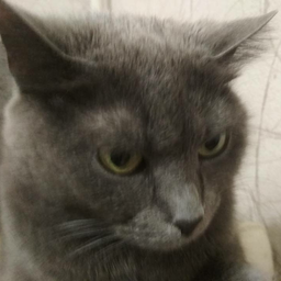 Tratatar