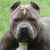 PitBuldog