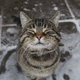 ������ ������������ Meowrizzio69
