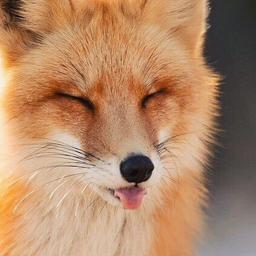 ChocoFox