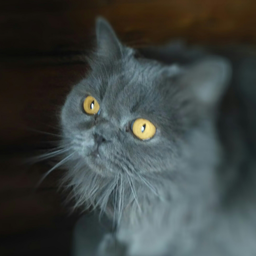 catbehemot