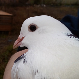 kobzolito