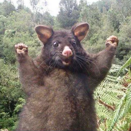 Bintturong