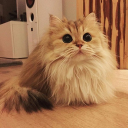 Tellarasa