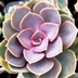 Echeveria