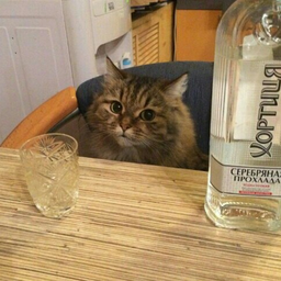 Кот пьяный