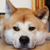akitainu.ryu